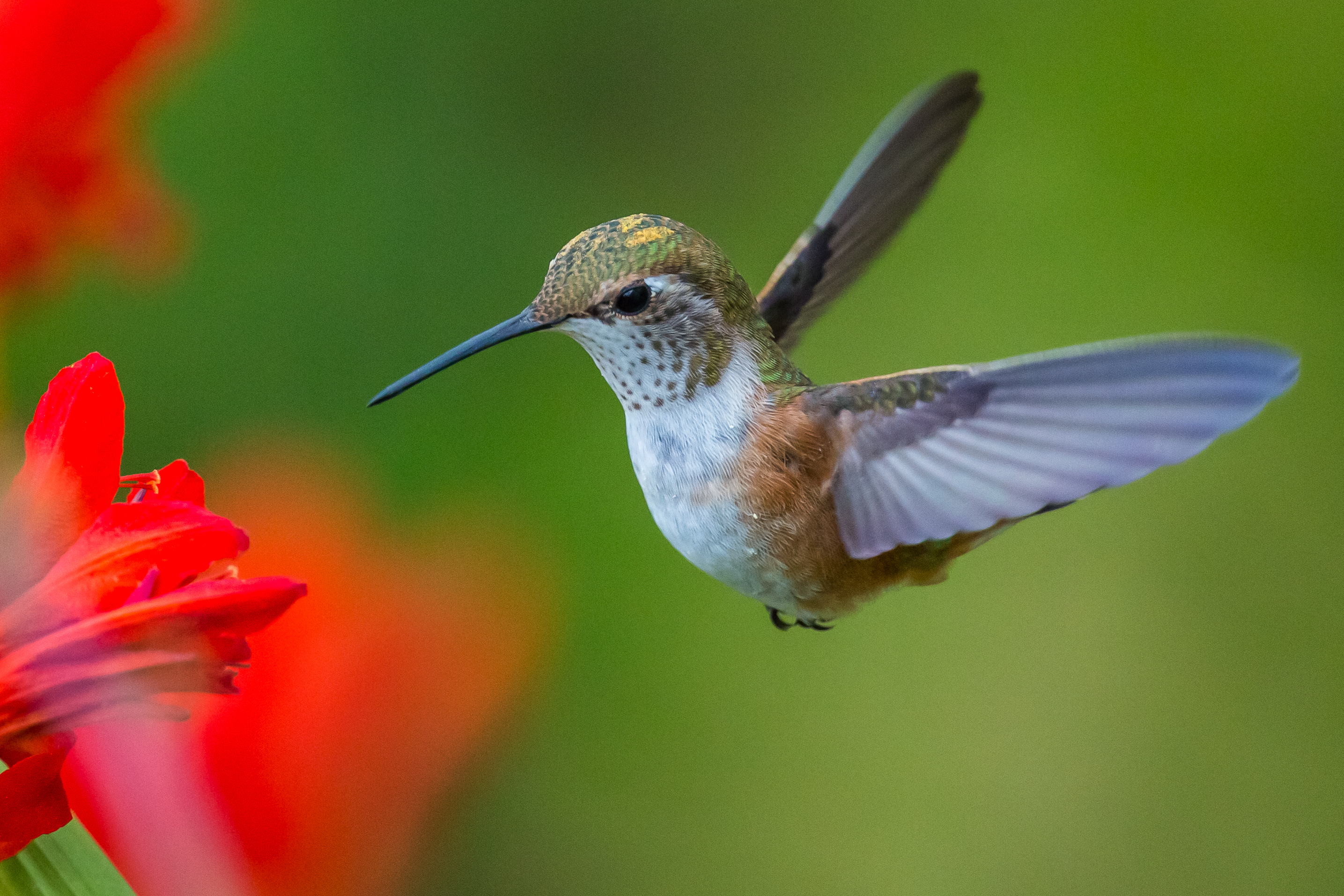 google-hummingbird-online-video